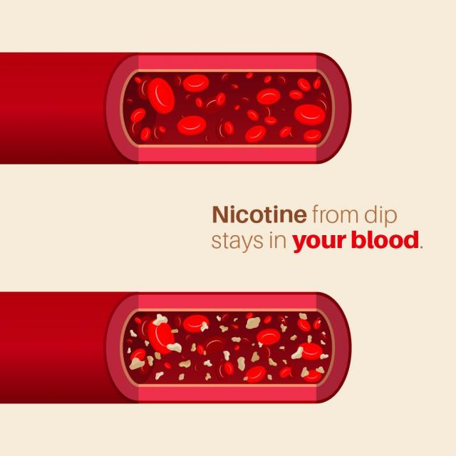animated picture of blood with and without nicotine with text saying "nicotine from dip stays in your blood"